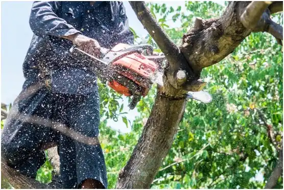 tree services Cactus